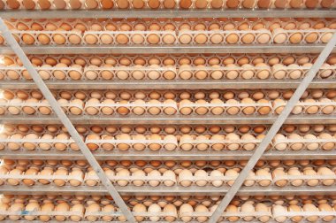 Çok fazla yumurta doğurmak doğurmak kuluçka tesisi kalite ve sağlıklı yumurta işlemi seçme--dan tepsi üzerinde.