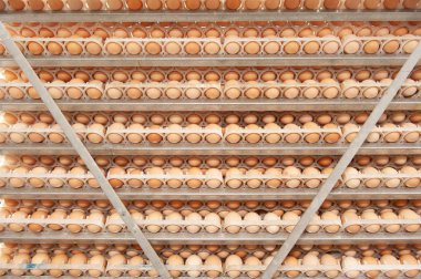 Çok fazla yumurta doğurmak doğurmak kuluçka tesisi kalite ve sağlıklı yumurta işlemi seçme--dan tepsi üzerinde.