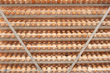 Çok fazla yumurta doğurmak doğurmak kuluçka tesisi kalite ve sağlıklı yumurta işlemi seçme--dan tepsi üzerinde.