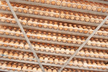 Çok fazla yumurta doğurmak doğurmak kuluçka tesisi kalite ve sağlıklı yumurta işlemi seçme--dan tepsi üzerinde.