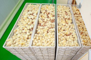 Bebek civcivlerin broiler yumurta üretimi, çarpanları kuluçka birim büyüme grupta sadece gelen.