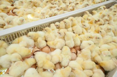 Bebek civcivlerin broiler yumurta üretimi, çarpanları kuluçka birim büyüme grupta sadece gelen.