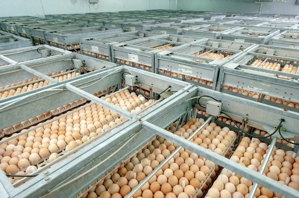 Εργοστάσιο Αυγό Ποιοτικό Έλεγχο Στη Γραμμή Παραγωγής Αυγών Από Τους — Φωτογραφία Αρχείου