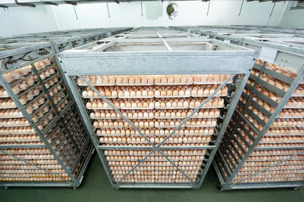 Eggfabrikk Med Kvalitetskontroll Eggproduksjonslinje Fra Oppdrettere Klekkeriet – stockfoto