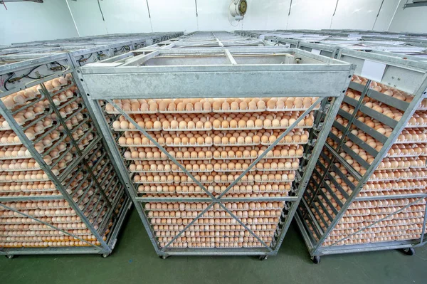 stock image Egg Factory with Quality Control on egg production line from breeders in Hatchery Unit