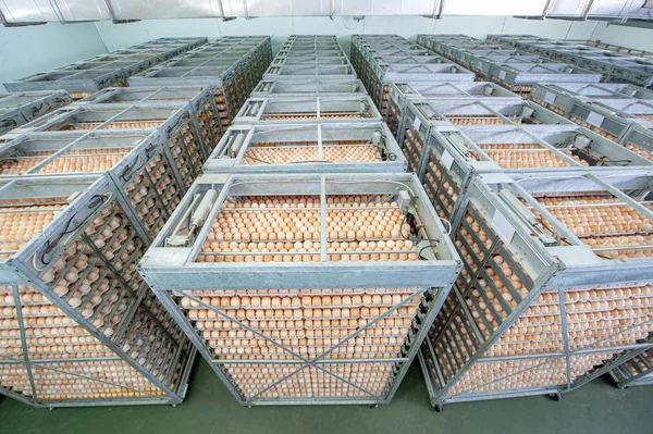 Eierfabrik Mit Qualitätskontrolle Der Eierproduktionslinie Von Züchtern Brutanlage — Stockfoto