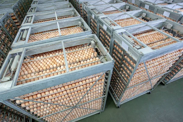 Εργοστάσιο Αυγό Ποιοτικό Έλεγχο Στη Γραμμή Παραγωγής Αυγών Από Τους — Φωτογραφία Αρχείου