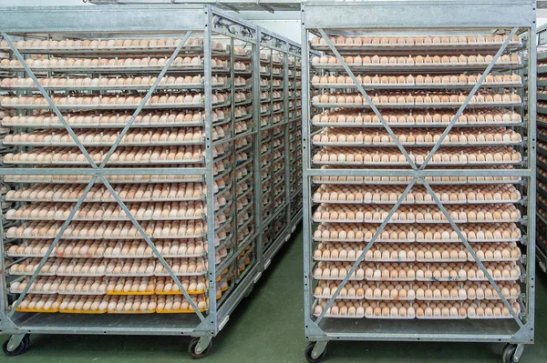 Lot of eggs on tray from breeders for selecting quality and healthy egg process in breeders incubation plant.