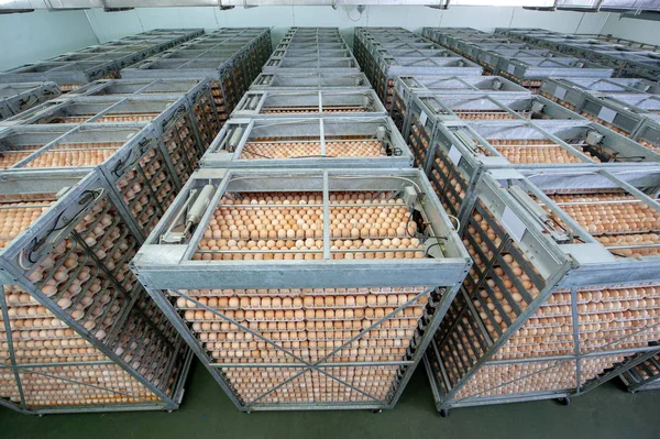 Lot of eggs on tray from breeders for selecting quality and healthy egg process in breeders incubation plant.