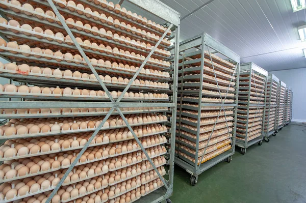 Lot of eggs on tray from breeders for selecting quality and healthy egg process in breeders incubation plant.