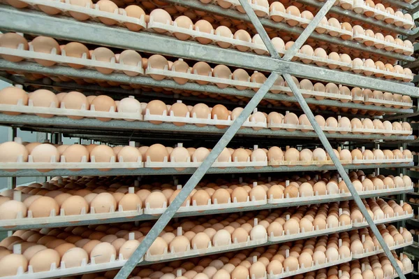 공장에서 과정을 축에서 쟁반에 계란을 — 스톡 사진