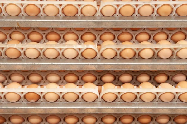 Lot of eggs on tray from breeders for selecting quality and healthy egg process in breeders incubation plant.