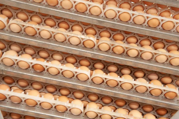 Mye Egg Brett Fra Oppdrettere Med Sikte Velge Kvalitets Sunn – stockfoto