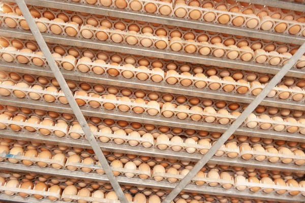 Lot of eggs on tray from breeders for selecting quality and healthy egg process in breeders incubation plant.