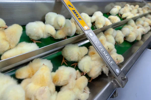 Filhotes Recém Saídos Produção Ovos Frangos Corte Multiplicadores Crescimento Unidade — Fotografia de Stock
