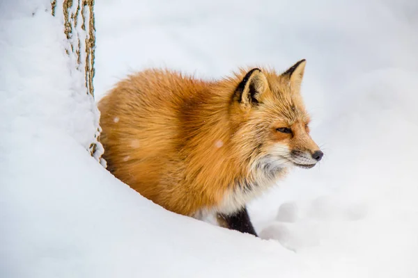 Brown Fox Estaba Durmiendo Caminando Suelo Nieve Tan Lindo Pero — Foto de Stock