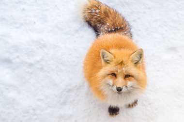 Kahverengi tilki uyku ve feral ama çok tatlı kar zeminde yürüme. Çok fazla tilki tilki köyde aç yüzle vardır