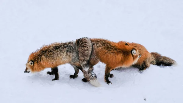 Brown Fox Spała Chodzenie Ziemi Śniegu Tak Słodkie Ale Dzikich — Zdjęcie stockowe