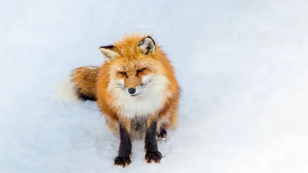 Brown Fox was sleeping and walking on snow ground so cute but feral. There are too many foxes with hungry face in fox village
