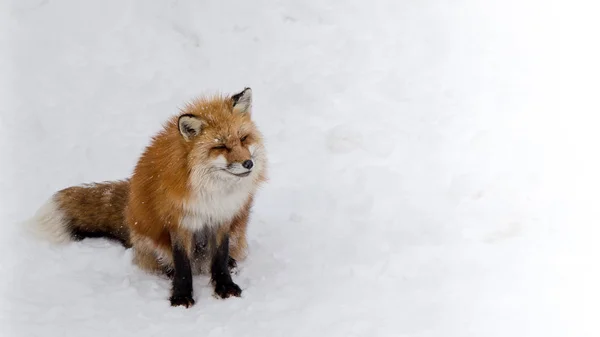 Brown Fox Estaba Durmiendo Caminando Suelo Nieve Tan Lindo Pero — Foto de Stock