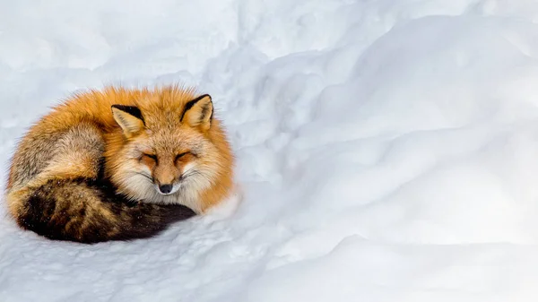 Brown Fox Estaba Durmiendo Caminando Suelo Nieve Tan Lindo Pero — Foto de Stock