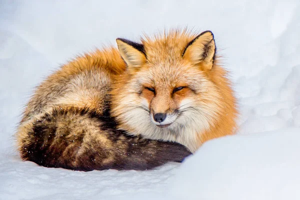 Brown Fox Estaba Durmiendo Caminando Suelo Nieve Tan Lindo Pero — Foto de Stock