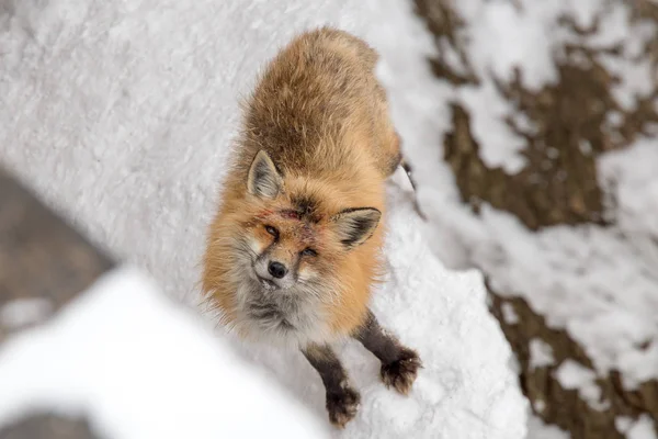 Brown Fox Estaba Durmiendo Caminando Suelo Nieve Tan Lindo Pero — Foto de Stock