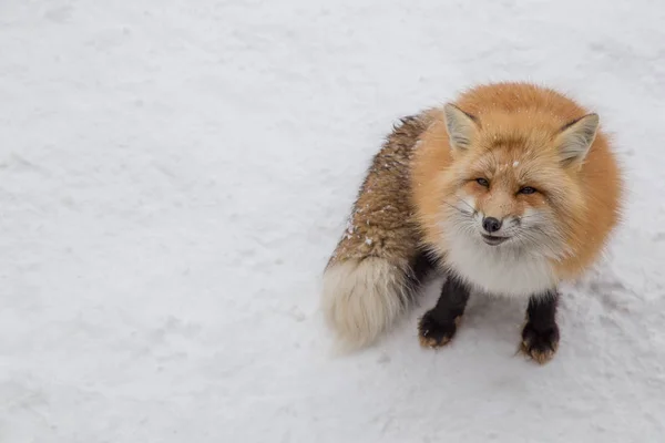 Brown Fox Spała Chodzenie Ziemi Śniegu Tak Słodkie Ale Dzikich — Zdjęcie stockowe