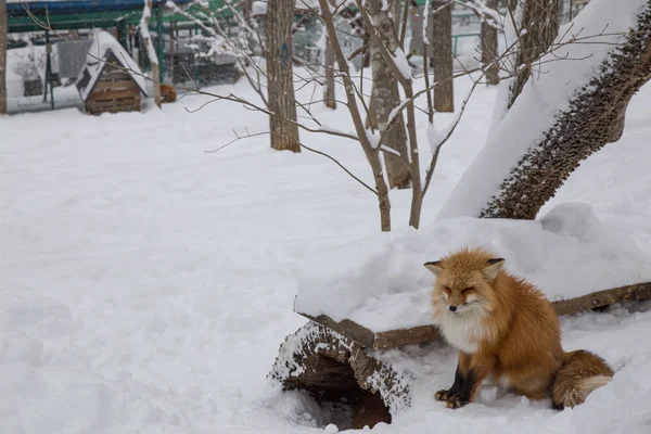 Brown Fox was sleeping and walking on snow ground so cute but feral. There are too many foxes with hungry face in fox village