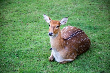 Tayland açık Hayvanat Bahçesi Safari'de çayır üzerinde yürüyen kahverengi geyik.