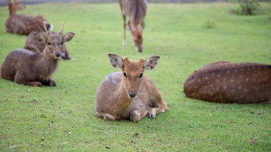 Tayland açık Hayvanat Bahçesi Safari'de çayır üzerinde yürüyen kahverengi geyik.