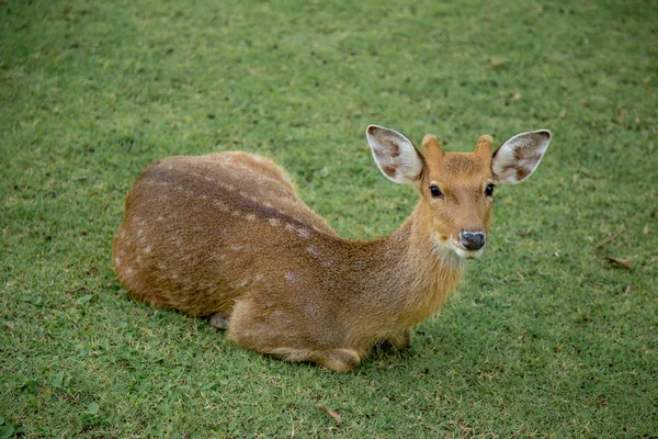 Cervo Marrom Andando Prado Safári Zoológico Aberto Tailândia — Fotografia de Stock