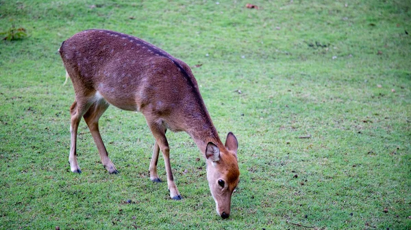 Ciervo Marrón Caminando Prado Safari Zoológico Abierto Tailandia — Foto de Stock