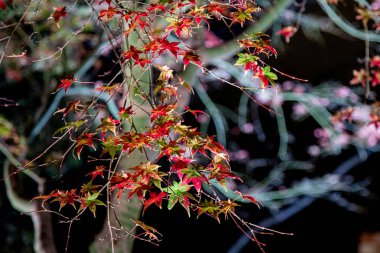 Akça ağaç Japonya Peyzaj Sonbahar Parklar adı üzerinde 