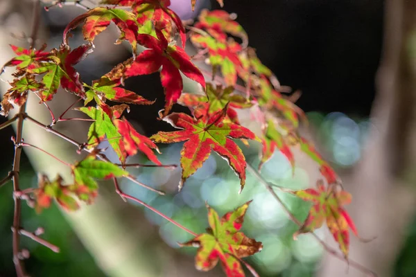 Ahornbaum Der Landschaft Japanischer Herbstparks Trägt Den Namen Nabana Sato — Stockfoto