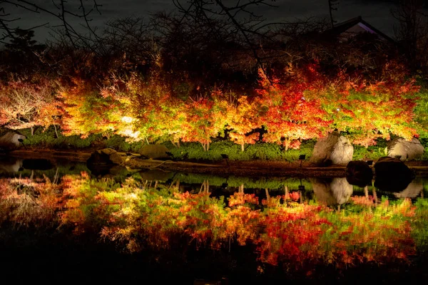 Maple Tree Landskapet Japan Hösten Parker Namn Nabana Ingen Sato — Stockfoto