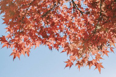 Yumuşak sesi kapat üzerinde Japonca akçaağaç ile sonbaharda güzel kırmızı ve canlı sonbahar yaprakları üzerinde.