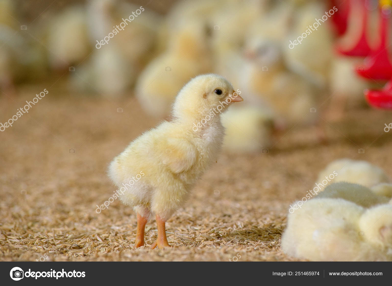 One Little Yellow Chicken Chicks Front Farm Background Stock Photo by