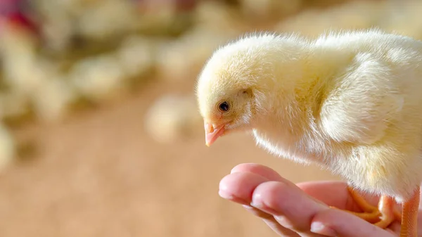 Pouco Bonito Frango Filhote Mão Criação Animais — Fotografia de Stock