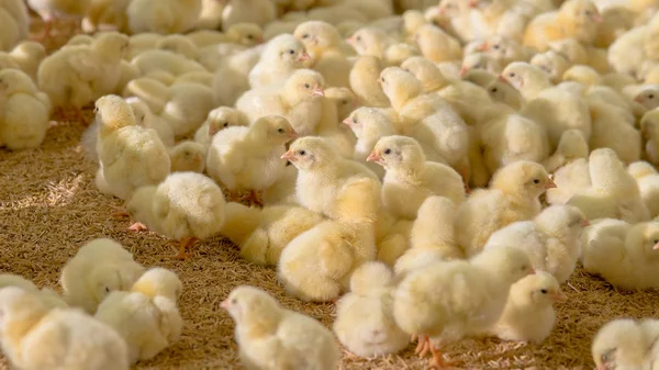 Little Yellow Chicken Chicks Farm Background — Stock Photo, Image