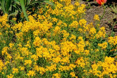 Tam çiçeklenme ile zarif Zinnia çiçeği 