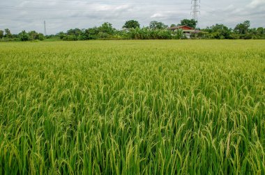 Yerel pirinç çiftlik ülke yan Tayland yeşil yaprak ve çayır pirinç arka planını tam. Soyut özgürlük, uzak ve barış