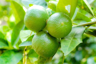 Limon veya organik Lime Tree Tayland, şube üzerinde üç Limes ile