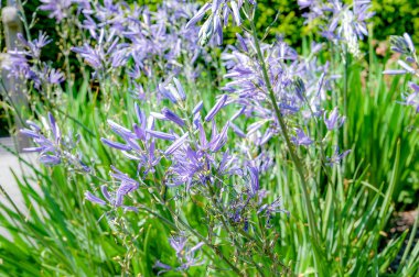 Beyaz ve pembe renkli, çiçek açan tam ve bir top gibi bir görünüm adı Allium prattii çiçek