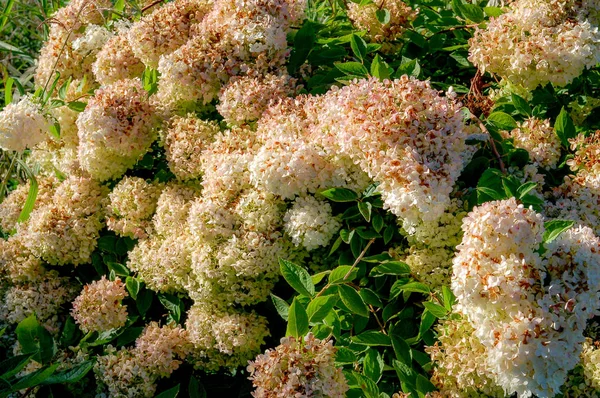 Closeup Blossom Flowers Colorful Colour — Stock Photo, Image