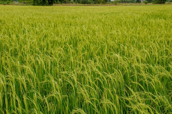 緑の葉と米の背景の草地と国側タイ地元の稲作農家 遠くの自由と平和の概要 — ストック写真