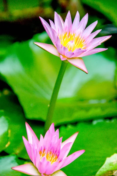Водяная Лилия Азия Лотос Цветок Розовым Белым Желтым Цветом Цветущий — стоковое фото