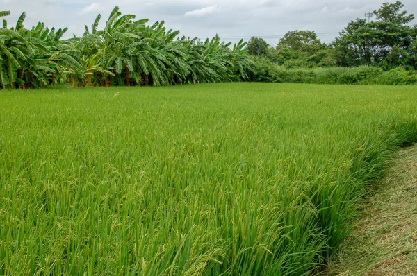 Yerel pirinç çiftlik ülke yan Tayland yeşil yaprak ve çayır pirinç arka planını tam. Soyut özgürlük, uzak ve barış