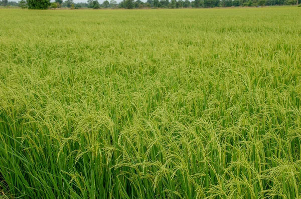 Granja Arroz Local Campo Tailandia Con Hoja Verde Prado Lleno — Foto de Stock