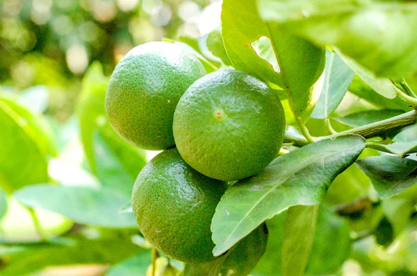 泰国的柠檬或有机石灰树 树枝上有三棵石灰 — 图库照片
